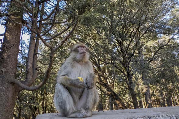 Excursão privada a Sefrou, Bhalil, Ifrane e Azrou