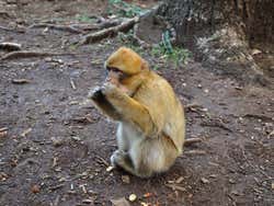 Azrou, bosque dos macacos