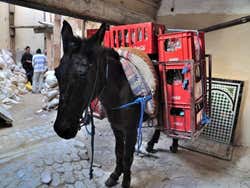 Burro transportando Coca Cola