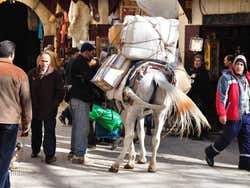 Burro de carga