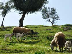 Ovelhas perto de Borj Sud